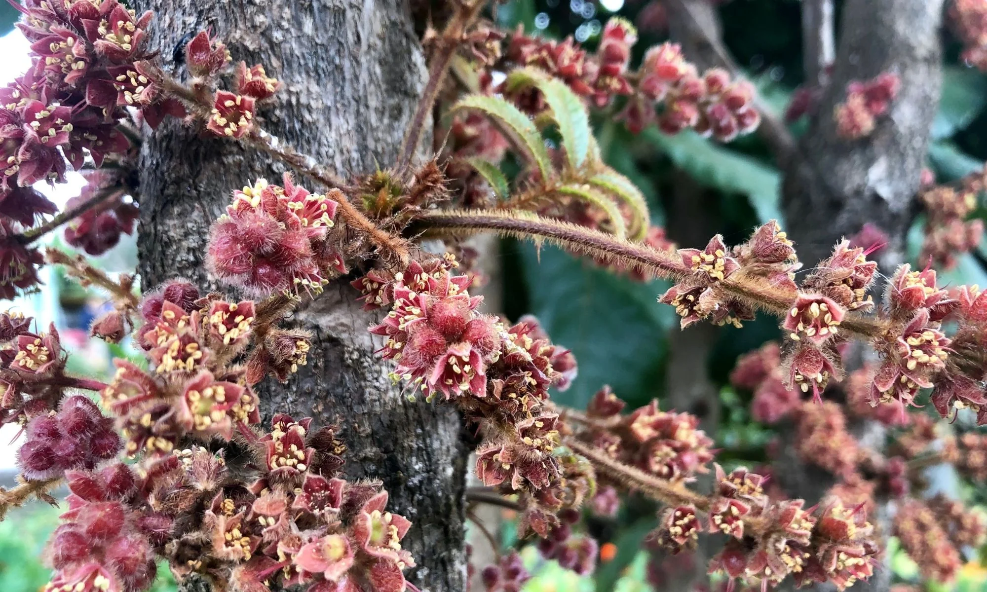 Taste Australia’s Purest Native Superfoods